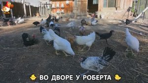 Содержание кур в домашних условиях и других птиц во дворе у Роберта 🐣🐤🦆🐔🪿🦃 (321)