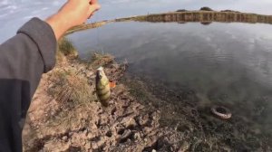 Щука,окунь, поклевка за поклевкой.