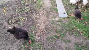 Домашнее мясо. Жизнь станичная на пенсии.