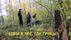 ЕДЕМ В ЛЕС ГДЕ ГРИБЫ?