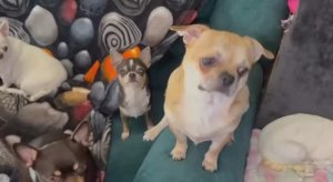 Всем самой доброй ночи и чудесных всем снов.