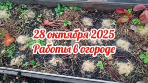 Работы в огороде в конце октября