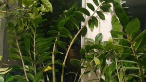 Рiдна мати моя