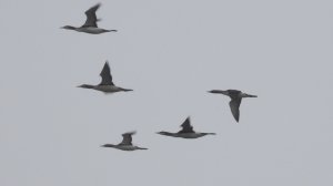 Птицы видео, птицы летят стаями, сезонная миграция птиц, наблюдение в Великом Новгороде, 2 ноября 20