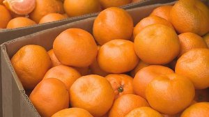 Поставки цитрусовых из Абхазии в Россию в этом сезоне выросли вдвое