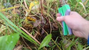 Обрезка и формирование малины в октябре #малина