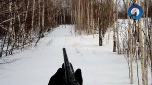 ОХОТА НА ЗАЙЦА. КАКОВО ЭТО БЕГАТЬ ЗА ЗАЙЦЕМ ПО КУСТАМ И БОЛОТУ