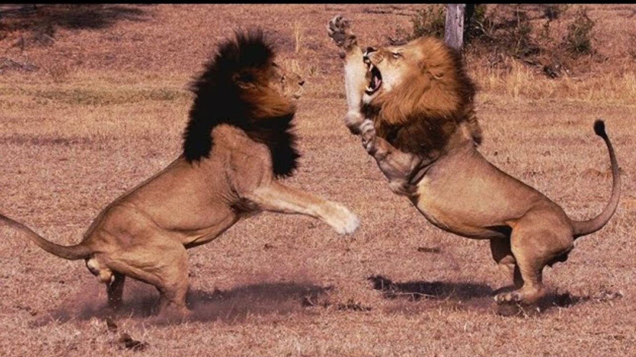 СРАЖАЙСЯ ЗА СЕБЯ...Эфир от 02.11.2025 г.