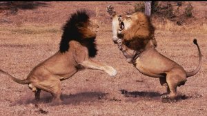 СРАЖАЙСЯ ЗА СЕБЯ...