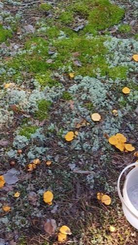 НЕМНОГО ЛЕТА 31 августа