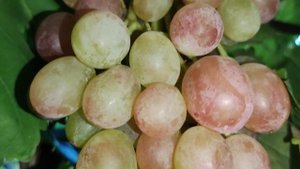 ВИНОГРАД КОТОРЫЙ ПОТРЕЩАЛ ПОСЛЕ СИЛЬНЫХ ДОЖДЕЙ!!!🍇🍇🍇 Telegram, WhatsApp и Vlber +79528500417.