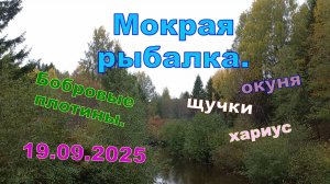 Дождливая рыбалка. 19.09.2025. Плотины, дождь, не частые поклёвки. Спиннинг на реке Неленьге.