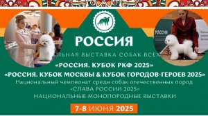 Лучшие бишон фризе на выставке в Москве 2025! Наша Софи одна из победительниц!