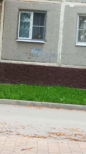 Котя гуляет в окно смотрит на улице