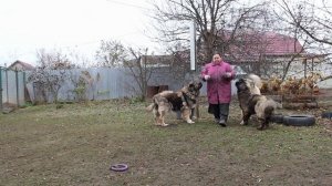 Байрак Азскас Лом, Гордый Княжич Ангел,   Цкаро Шкода (  наша старушка ) - 2.11.2025