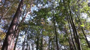 Vangelis - The light of  the spirit