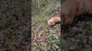 прогулка по лесу с королевишной Ритой. Нашли лисички в ноябре