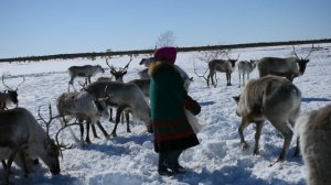 Олени, сильный ветер...
