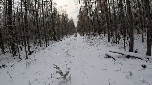 24.10.2025 Мотособака Белка