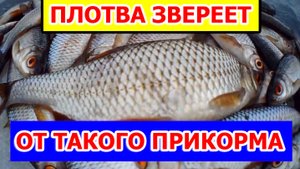 Зимняя рыбалка на плотву, Рыбалка зимой на мормышку в палатке с топовой прикормкой