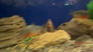 Подводный мир ОБЗОР