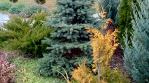 Остатки былой роскоши в саду 🍁🌼🔥#сад#осень