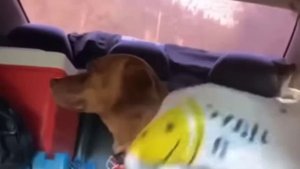 Пристал, как банный лист к …😂