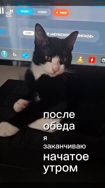 котики выходной numerolog_galova