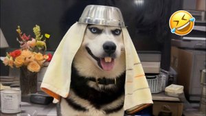 #смешныевидео -92