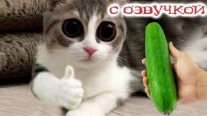 - ОГУРЕЦ, ТЫ НЕ МОЙ ДРУГ! Приколы с котами! Смешные коты С ОЗВУЧКОЙ!