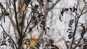 Птицы видео, Чечётка, наблюдение в Великом Новгороде, 2 ноября 2025