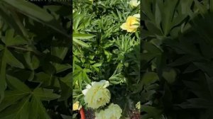 Пион Bartzella и магия Ито-гибридов в моем саду! 💛