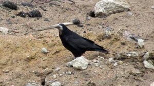 Грач каркает. Грач остался зимовать в Питере