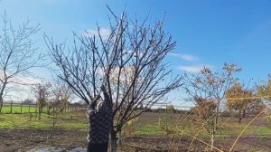 Испытание длинного сучкореза.