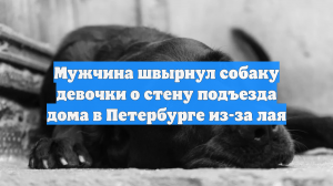 Мужчина швырнул собаку девочки о стену подъезда дома в Петербурге из-за лая