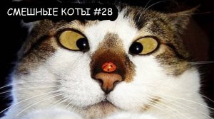 СМЕШНЫЕ КОТИКИ 😹😹😹 2025 l СМЕШНЫЕ ВИДЕО ТОЛЬКО ЛУЧШЕЕ #28