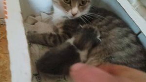 Котенок по имени Олежка ищет новых хозяев. Кому нужен маленький кот обращайтесь. Тел +79374332400.