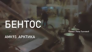Видовое богатство донной фауны. Мейобентос, крабы-стригуны, морские ежи. Группа бентоса