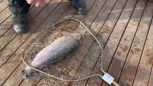 Поимки форели с песчаного берега