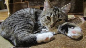 Игровой комплекс для кошек made in the USSR.2часть