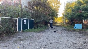 Будни дрессировки ! Сенбернар 5 месяцев Кася!