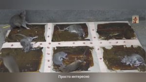 От простоты к гениальности: устройство мышеловки