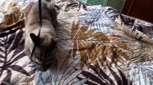 2 ноября 2025. Снежан разыгрался.