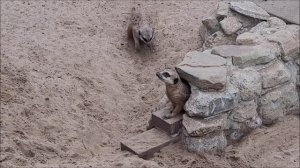 мангусты копают