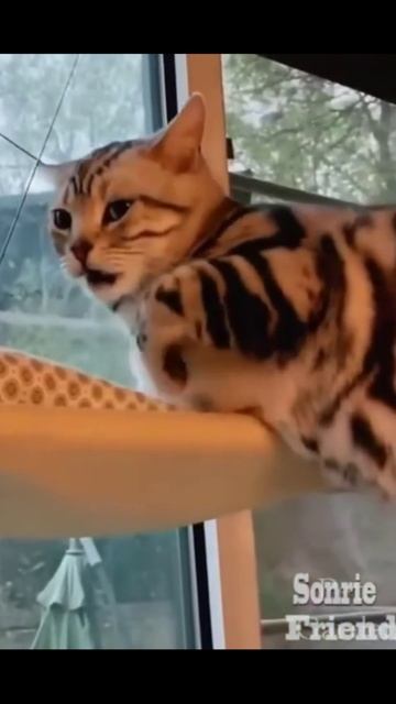 Нечего нюхать чужие попы #котыприколы #смешныекоты #смешныеживотные