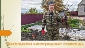 Начал выкапывать саженцы винограда. Ноябрь 2025