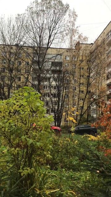 Санкт-Петербург. 02.11.2025. Листопад. Последний месяц осени, в золотом и зеленом. Голуби.