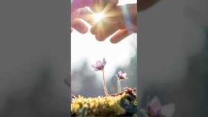 Песня на стихи Корельской Светланы " Жить жизнь"