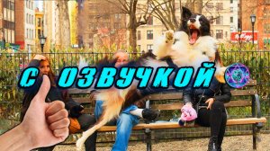 🔥 Приколы с котами! - С ОЗВУЧКОЙ! СМЕШНЫЕ ЖИВОТНЫЕ! Смешные Коты! Попробуй не засмеяться! 2025