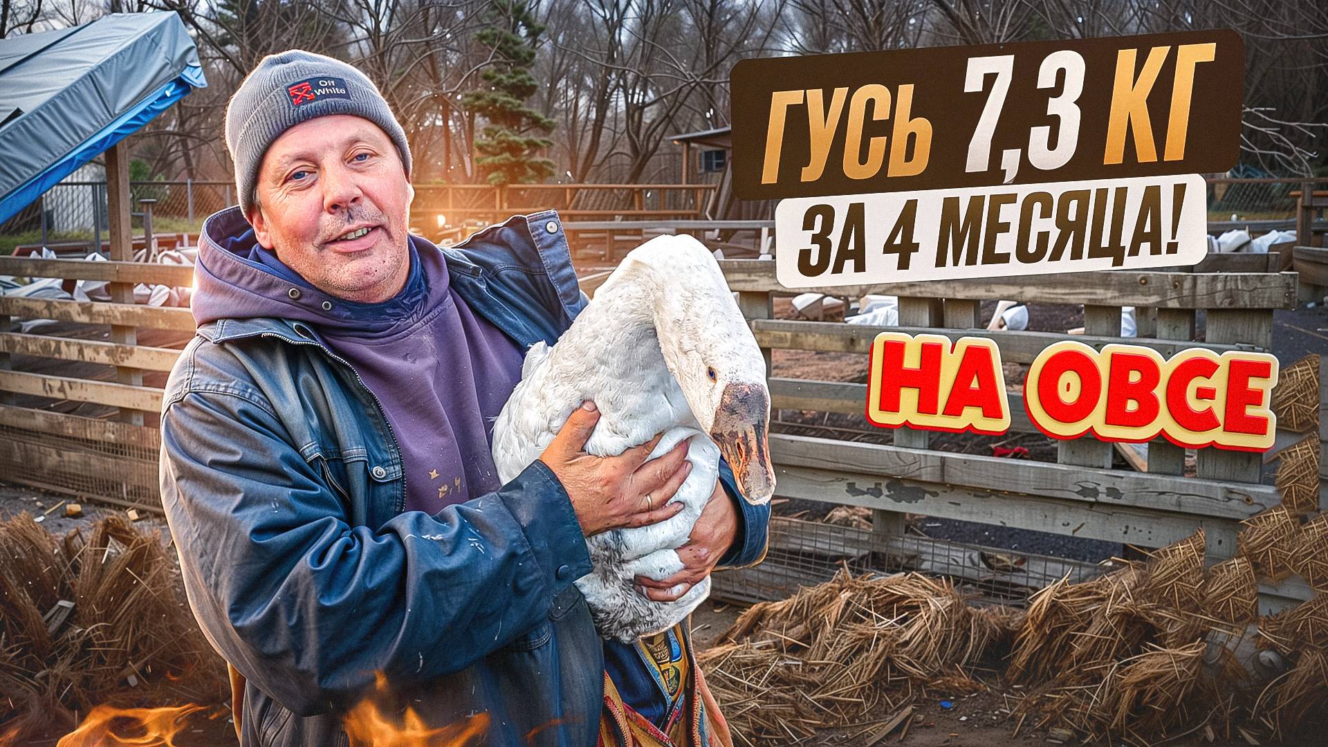 КАК Я ВЗВЕСИЛ ГУСЕЙ в 4 месяца 🦢 Результат ШОКИРОВАЛ! 😱 #МоеПодворье